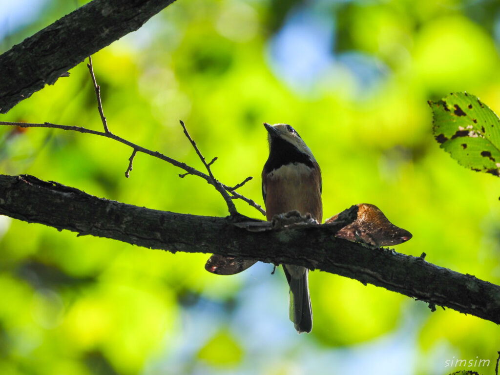 軽井沢野鳥の森ヤマガラ