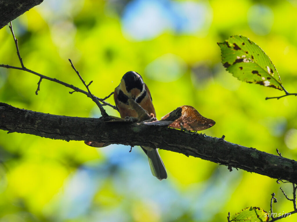 軽井沢野鳥の森ヤマガラ