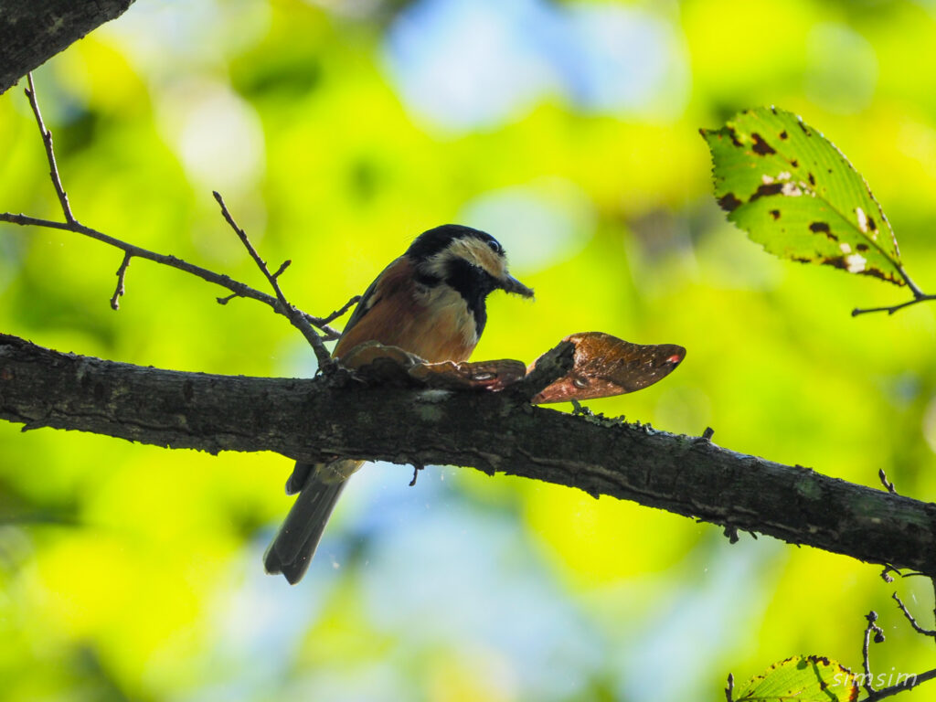 軽井沢野鳥の森ヤマガラ