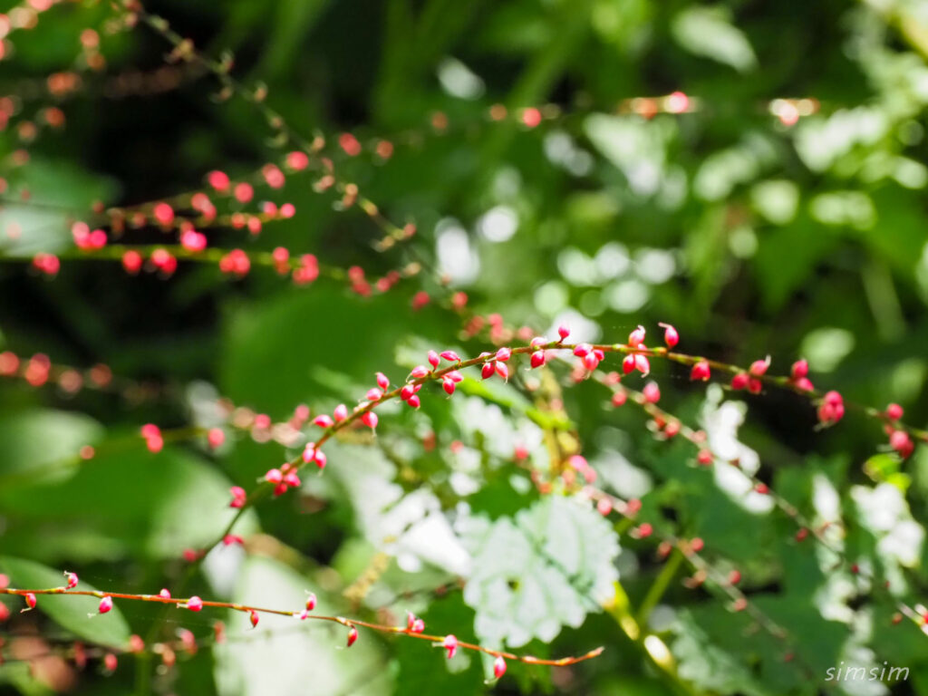 軽井沢野鳥の森