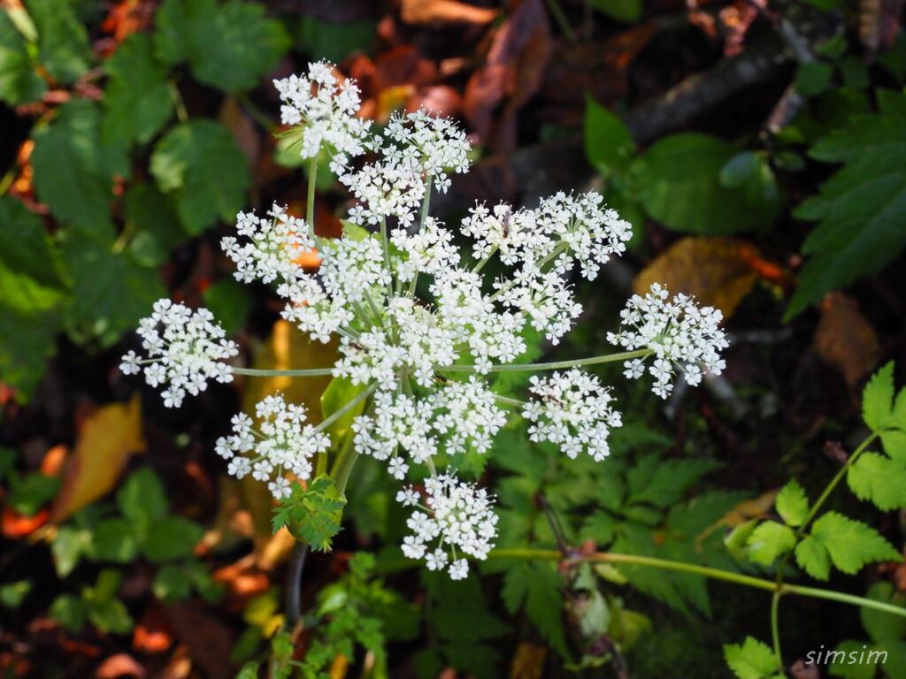 軽井沢野鳥の森