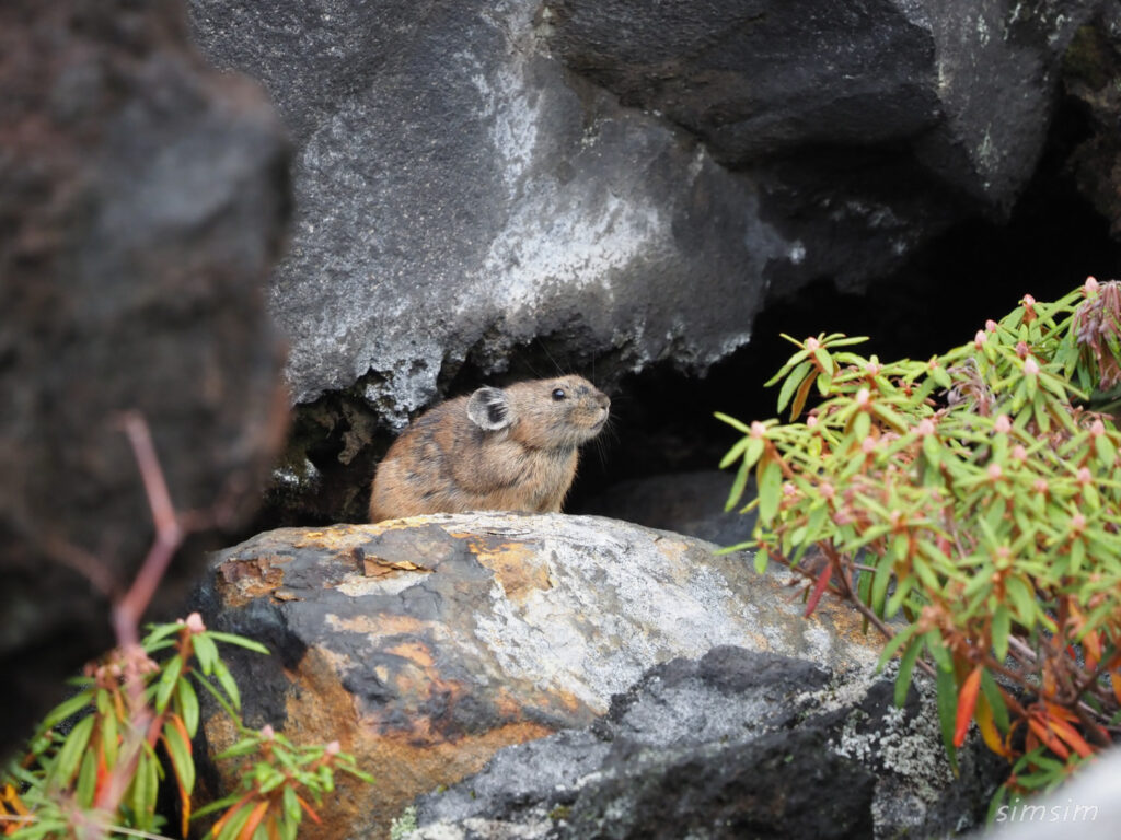 エゾナキウサギ