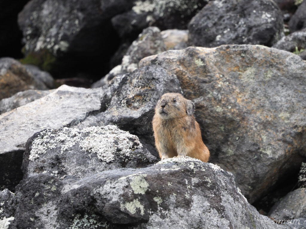 エゾナキウサギ