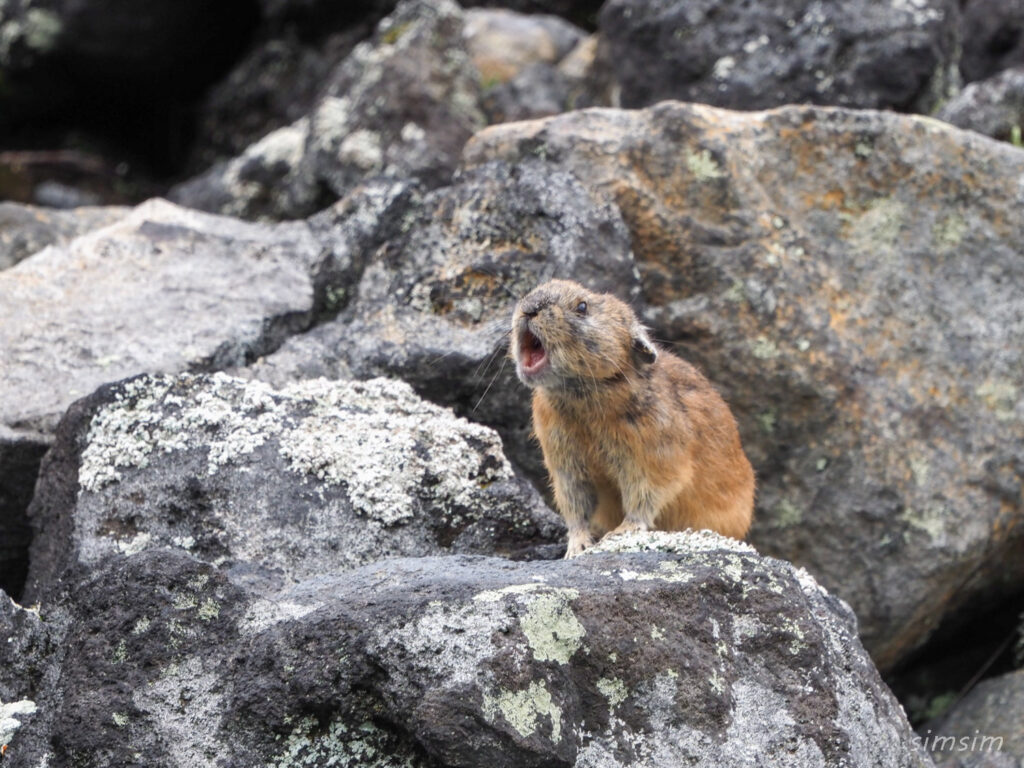 エゾナキウサギ