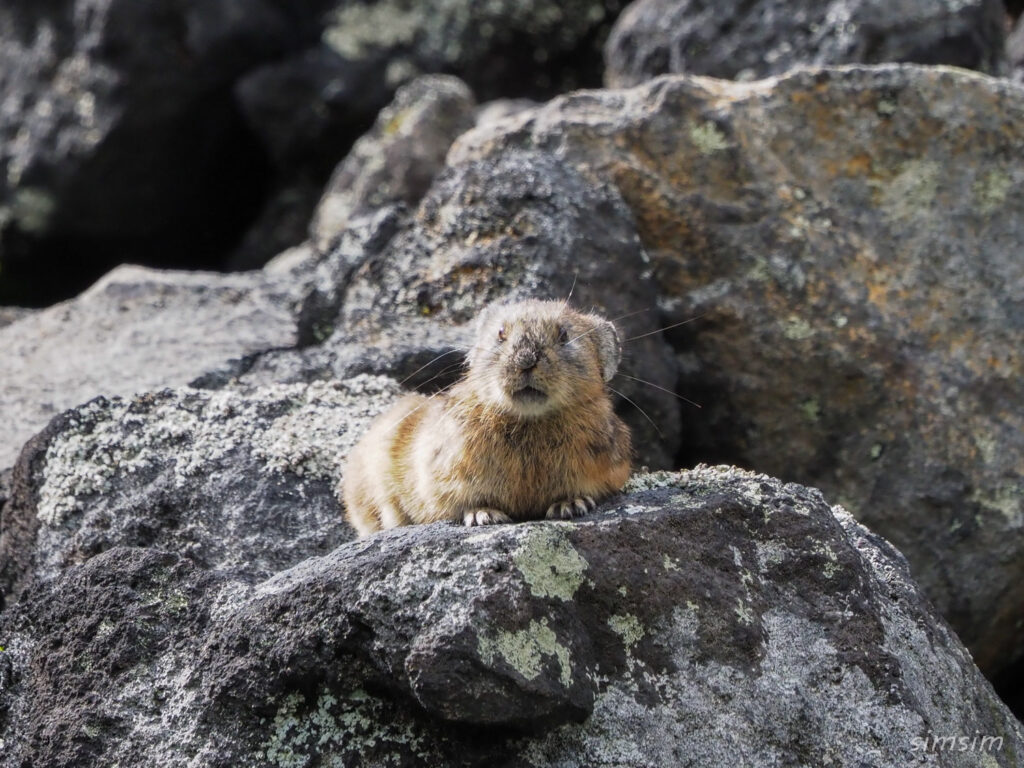 エゾナキウサギ