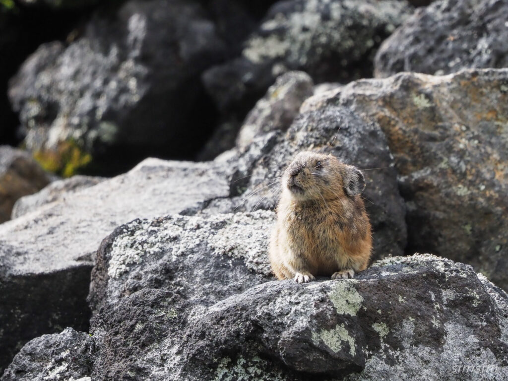 エゾナキウサギ