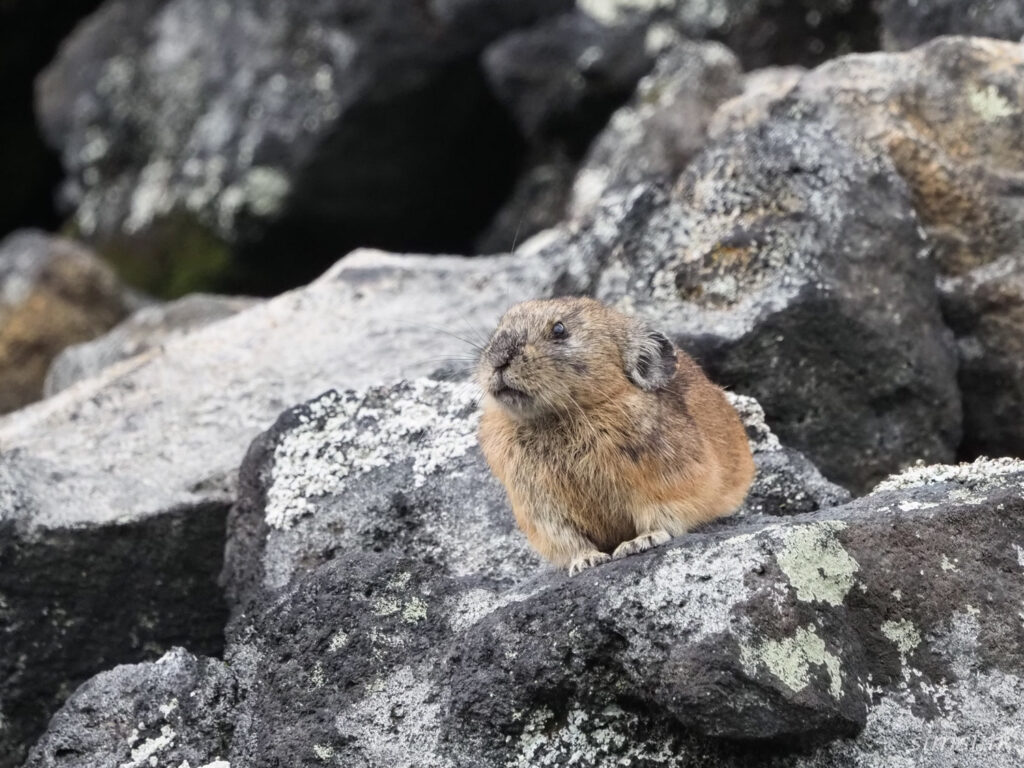エゾナキウサギ