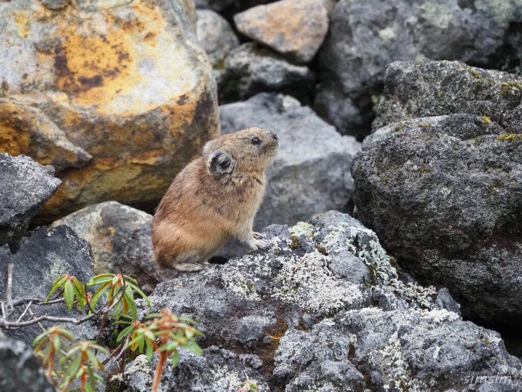 エゾナキウサギ