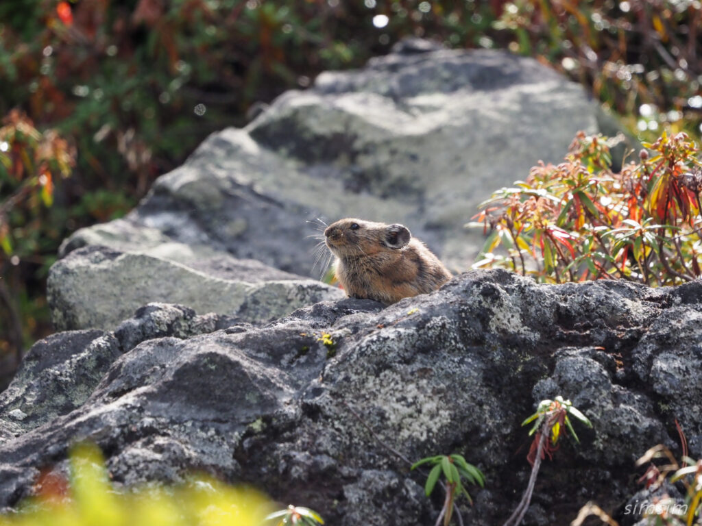 エゾナキウサギ