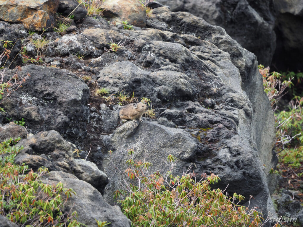 エゾナキウサギ