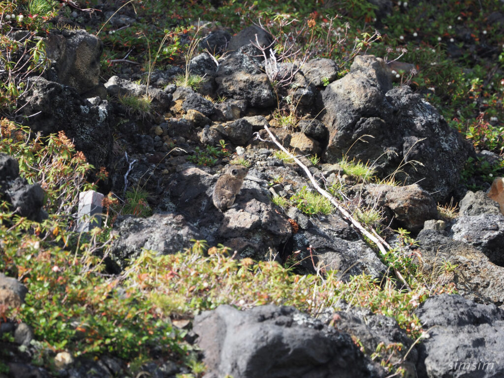 エゾナキウサギ