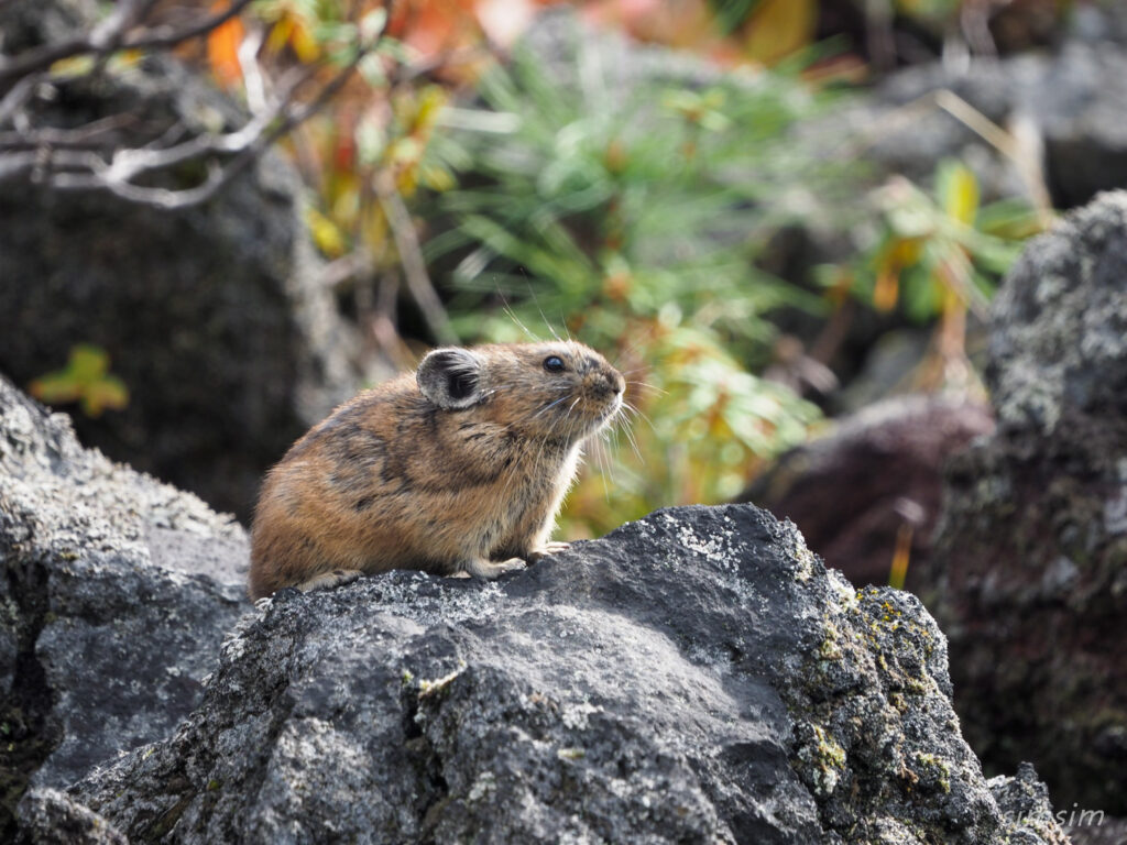 エゾナキウサギ