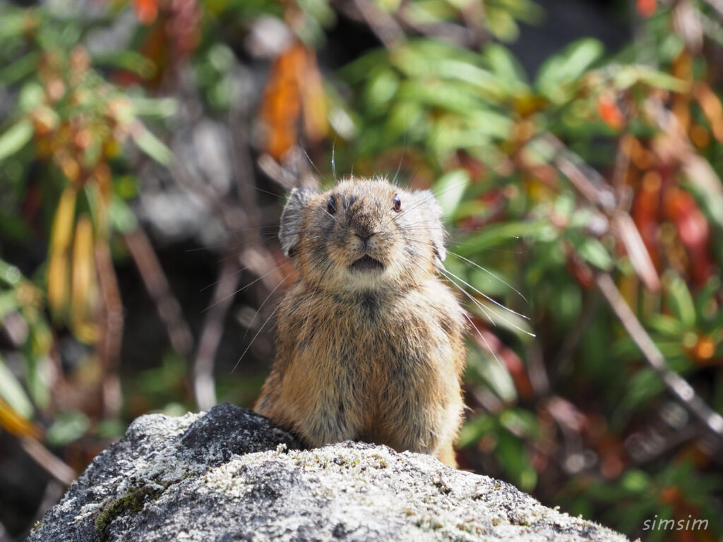 エゾナキウサギ