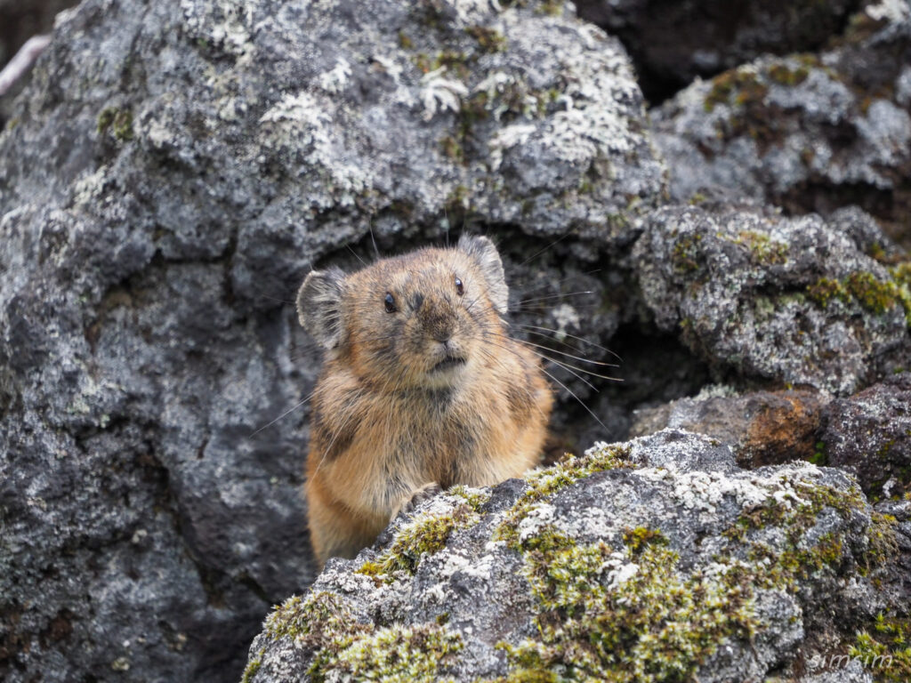 エゾナキウサギ