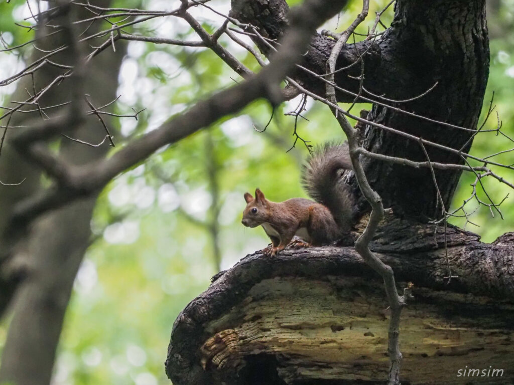 札幌の公園エゾリス