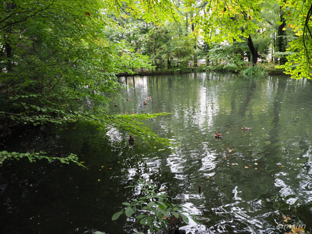 札幌の公園オシドリ