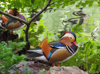 札幌の公園オシドリ