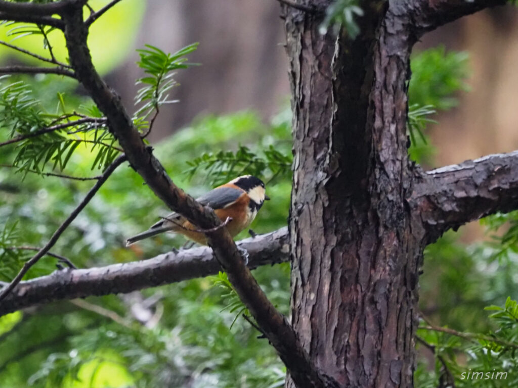 札幌の公園ヤマガラ