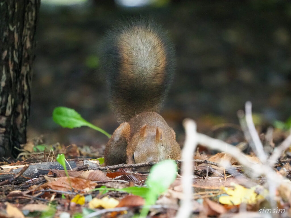 札幌の公園エゾリス