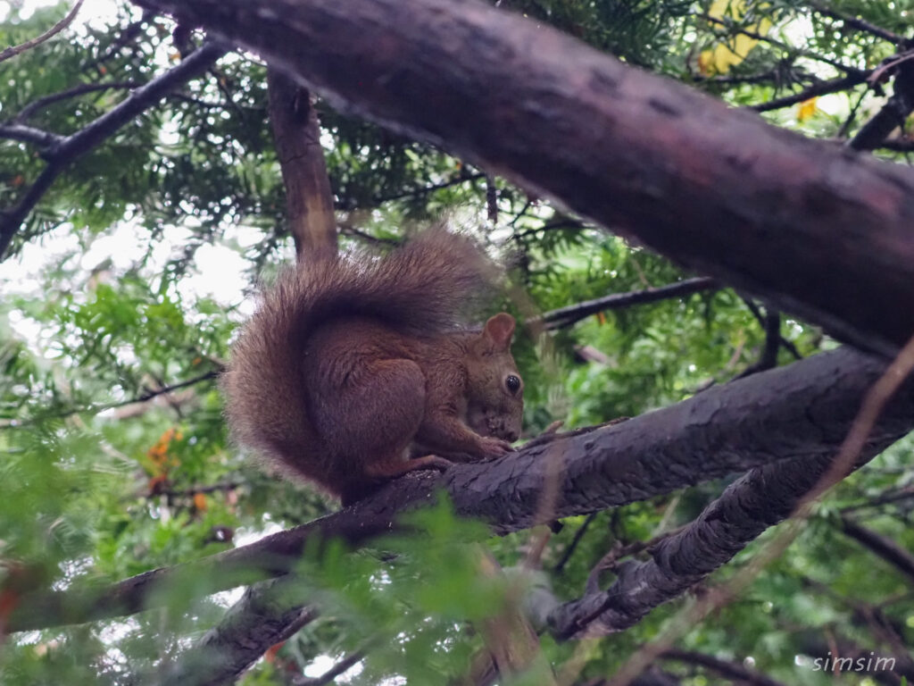 札幌の公園エゾリス