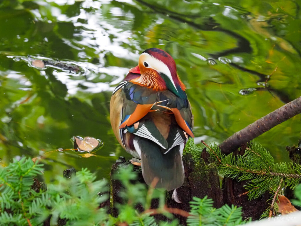 札幌の公園オシドリ