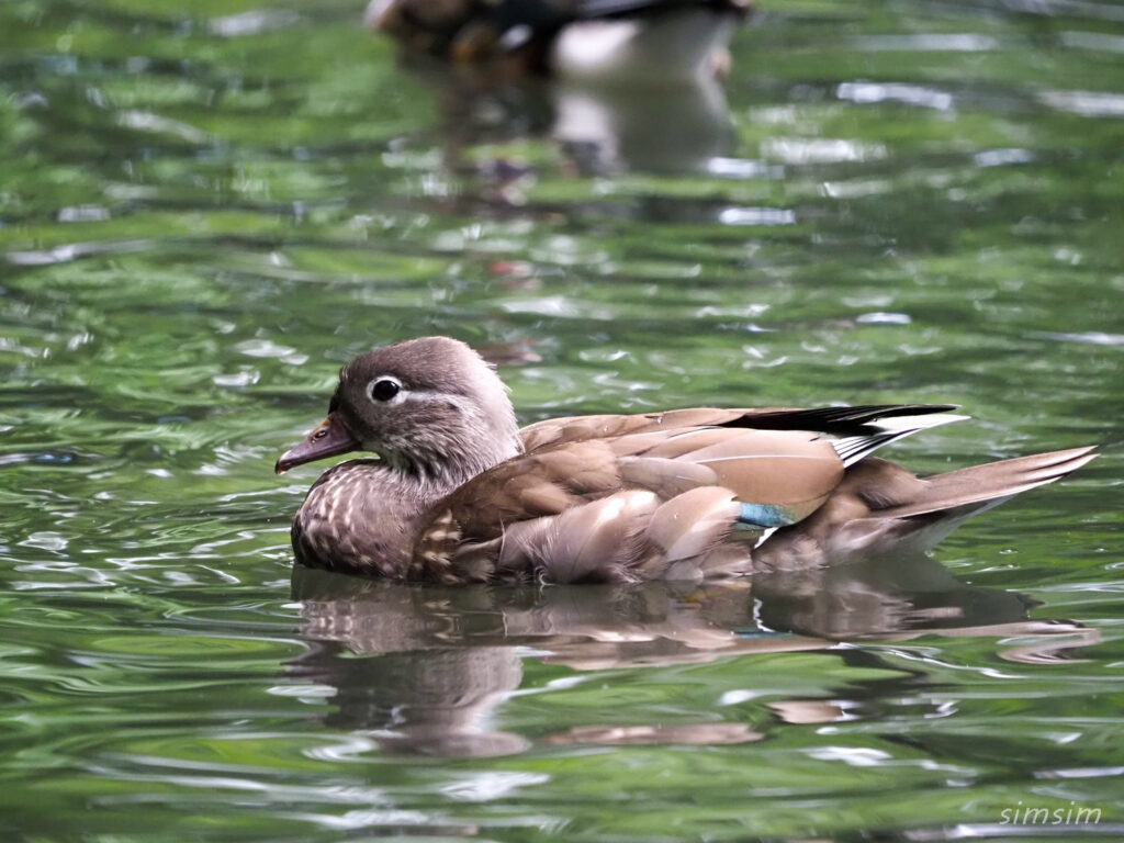 札幌の公園オシドリ