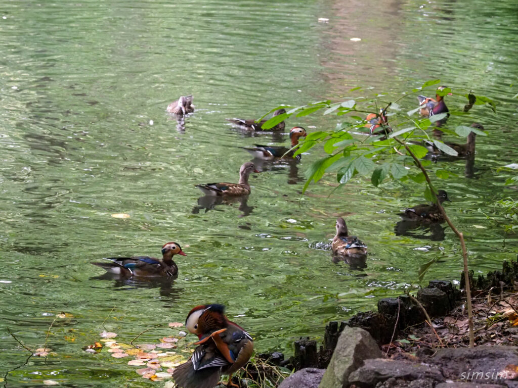 札幌の公園オシドリ