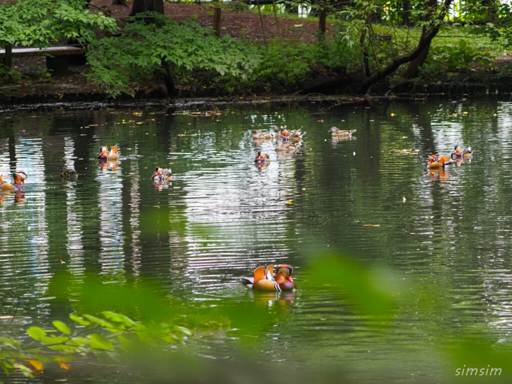 札幌の公園オシドリ