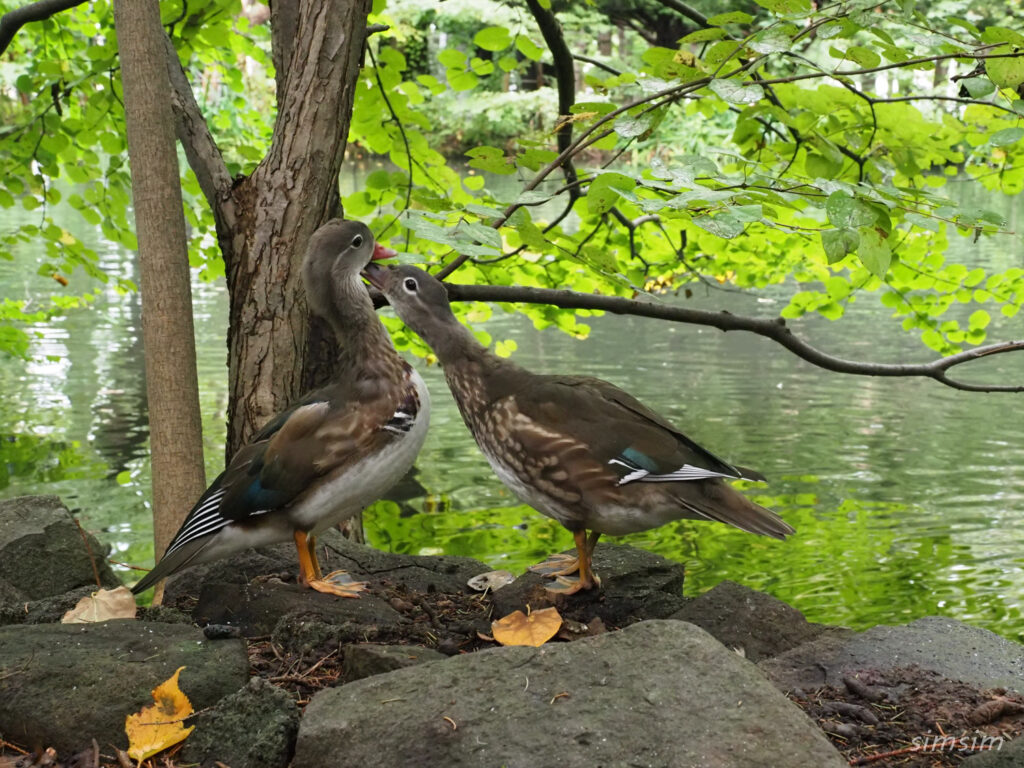 札幌の公園オシドリ