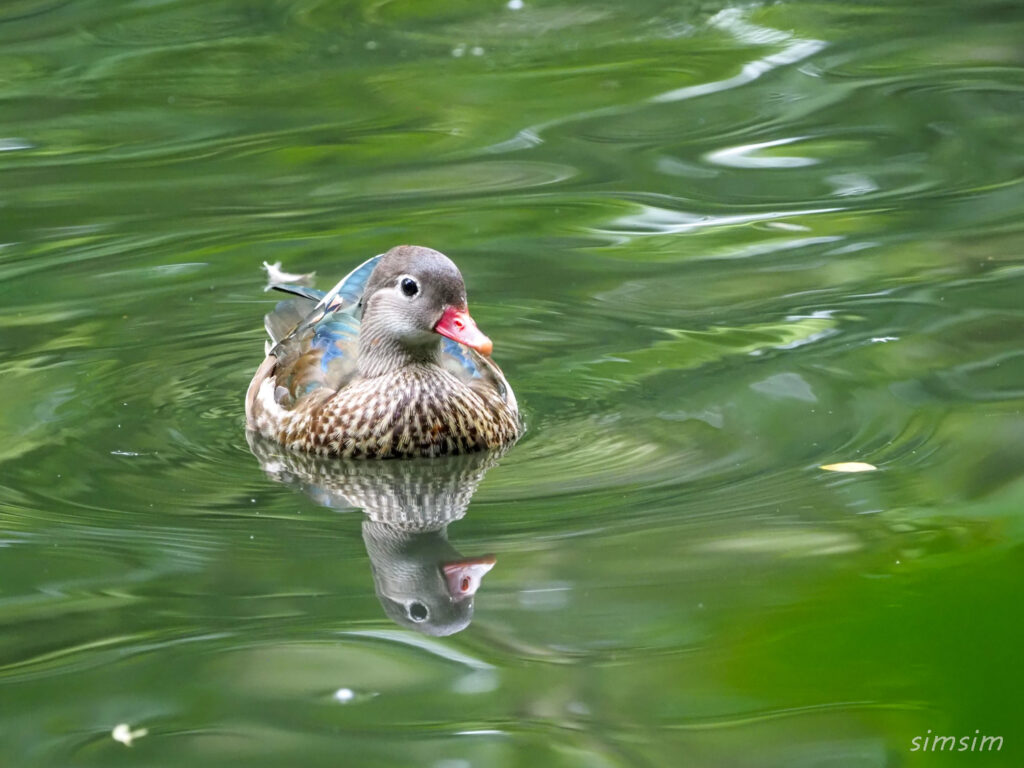 札幌の公園オシドリ