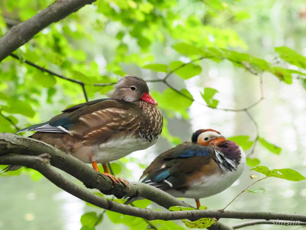 札幌の公園オシドリ