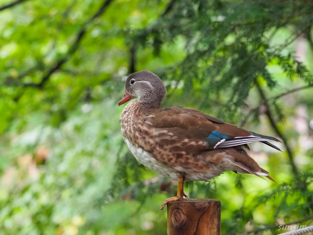 札幌の公園オシドリ