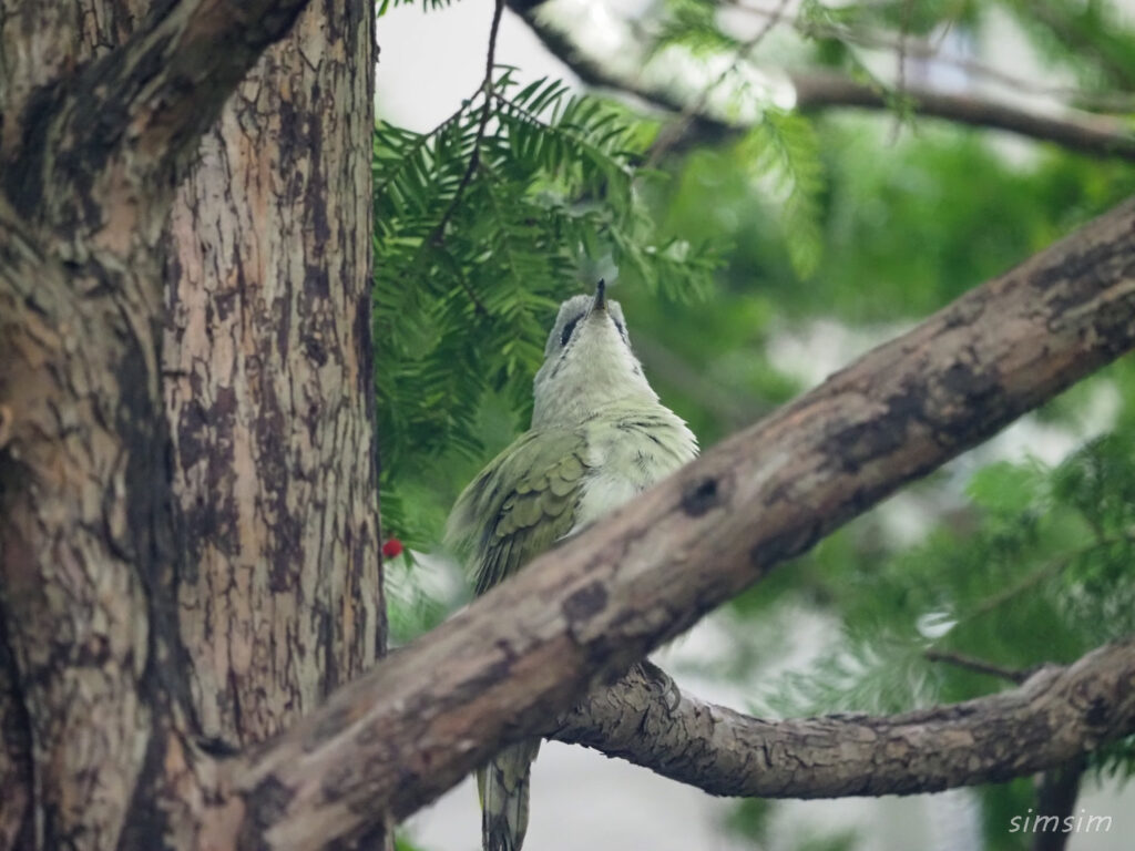 札幌の公園ヤマゲラ