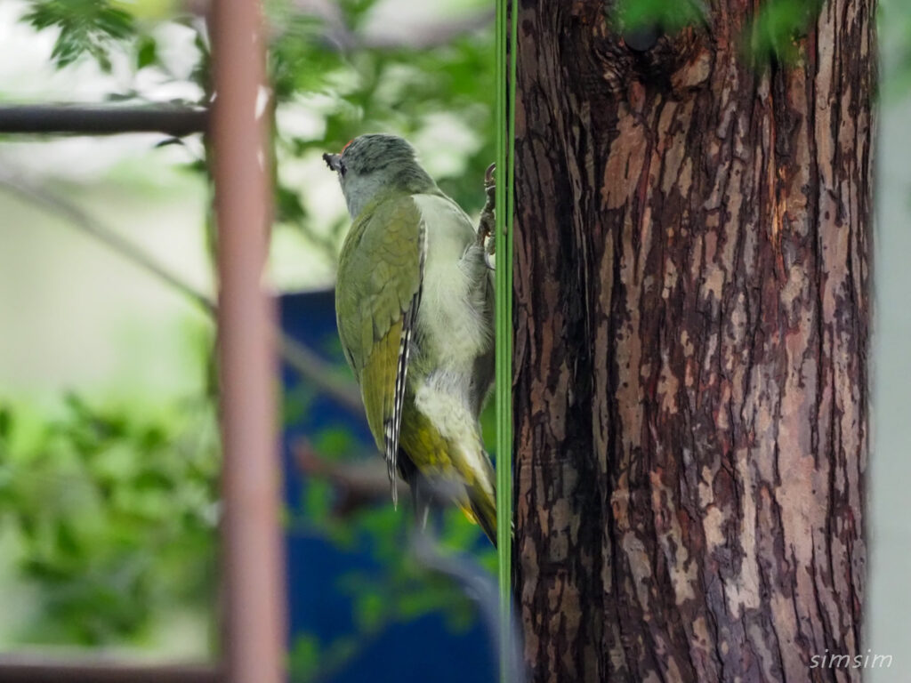 札幌の公園ヤマゲラ