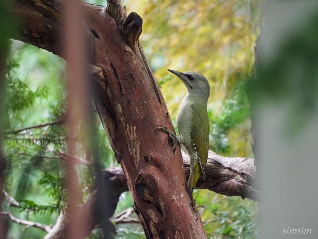 札幌の公園ヤマゲラ