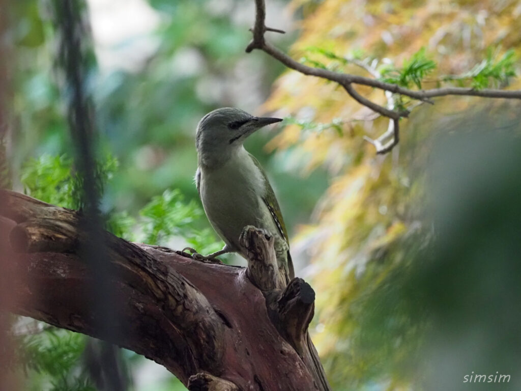 札幌の公園ヤマゲラ