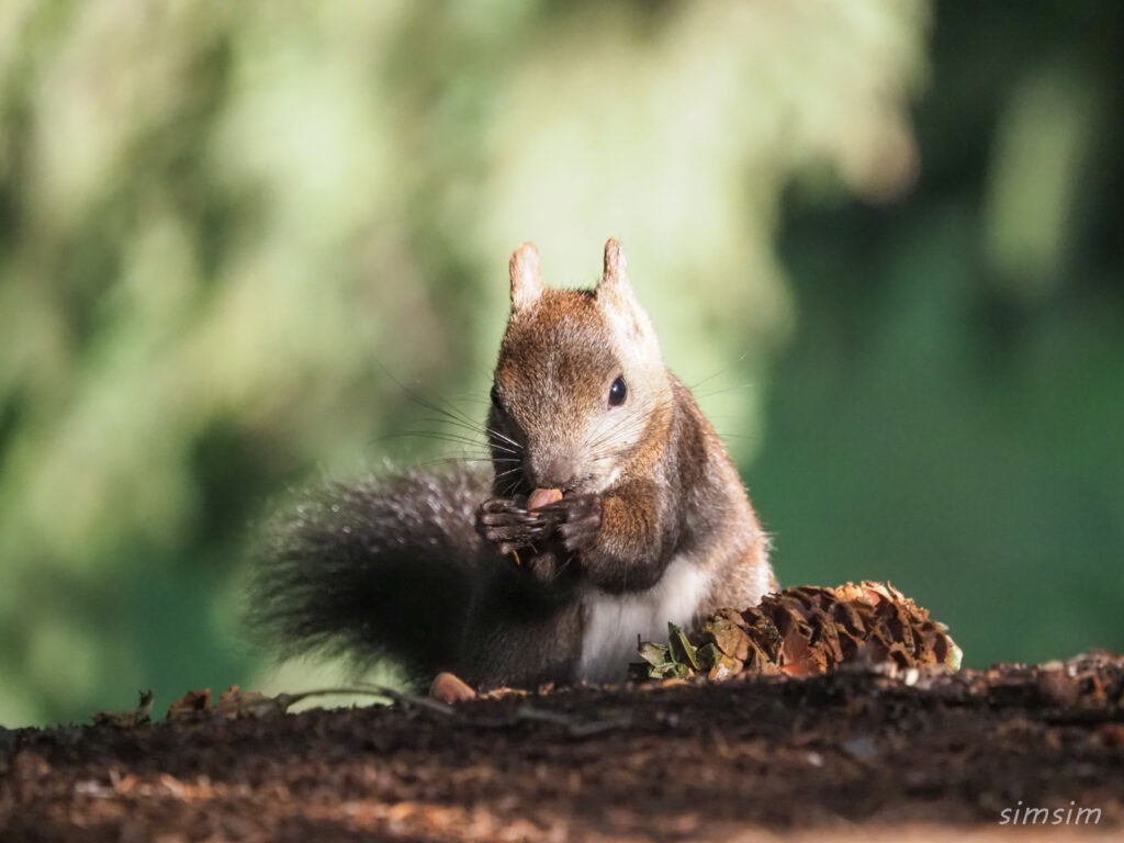 札幌の公園エゾリス
