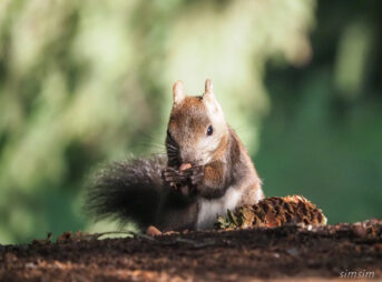札幌の公園エゾリス