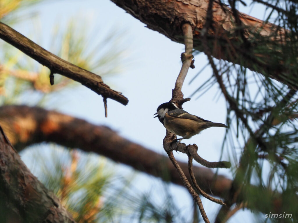 札幌の公園ヒガラ