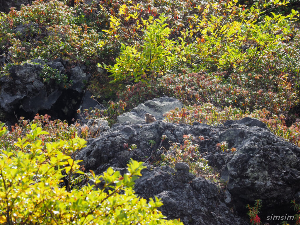 エゾナキウサギ