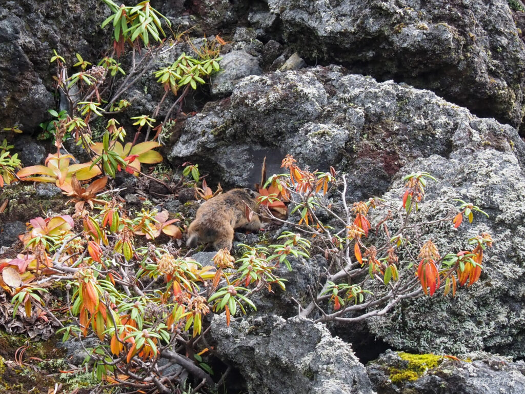 エゾナキウサギ