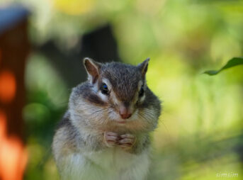 さいたま市りすの家
