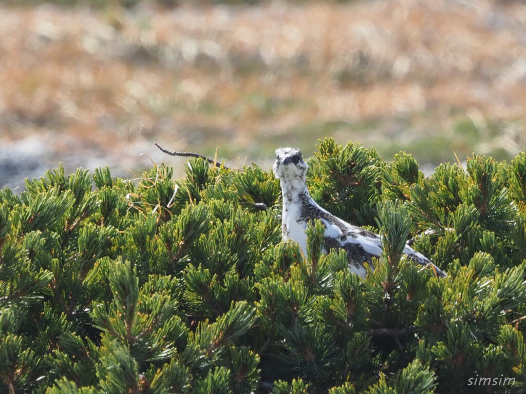 木曽駒ヶ岳ライチョウ
