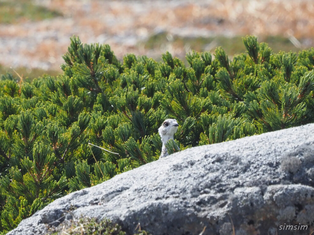 木曽駒ヶ岳ライチョウ