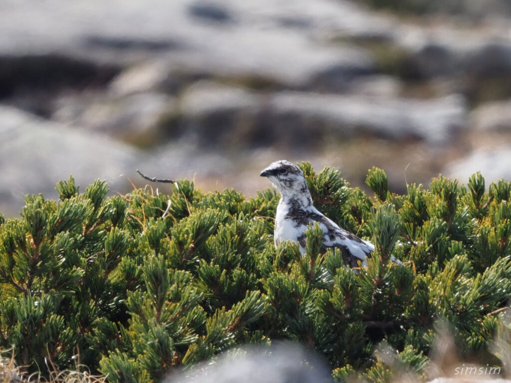木曽駒ヶ岳ライチョウ