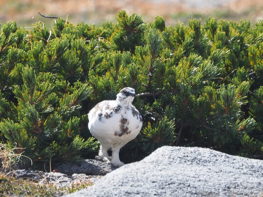 木曽駒ヶ岳ライチョウ