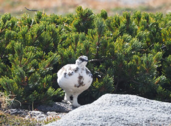 木曽駒ヶ岳ライチョウ