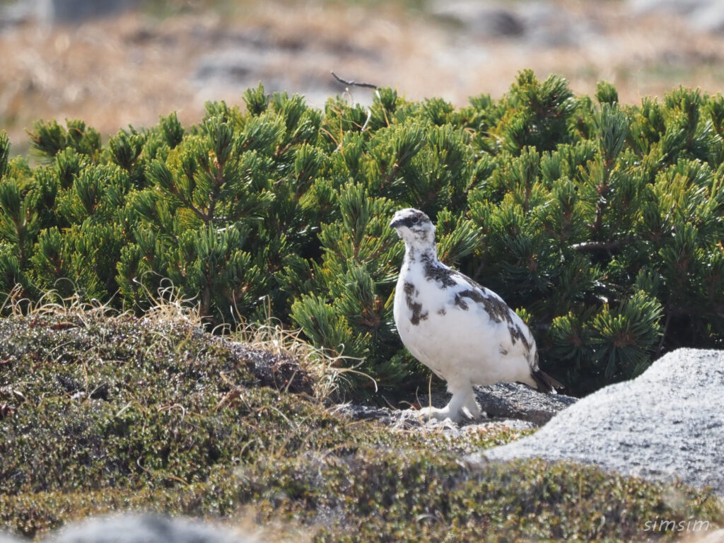 木曽駒ヶ岳ライチョウ