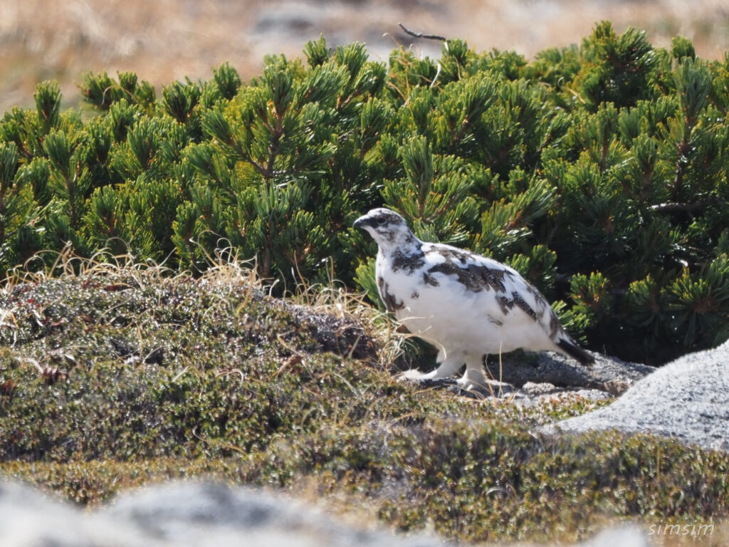 木曽駒ヶ岳ライチョウ