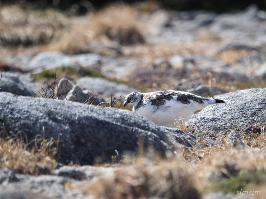 木曽駒ヶ岳ライチョウ